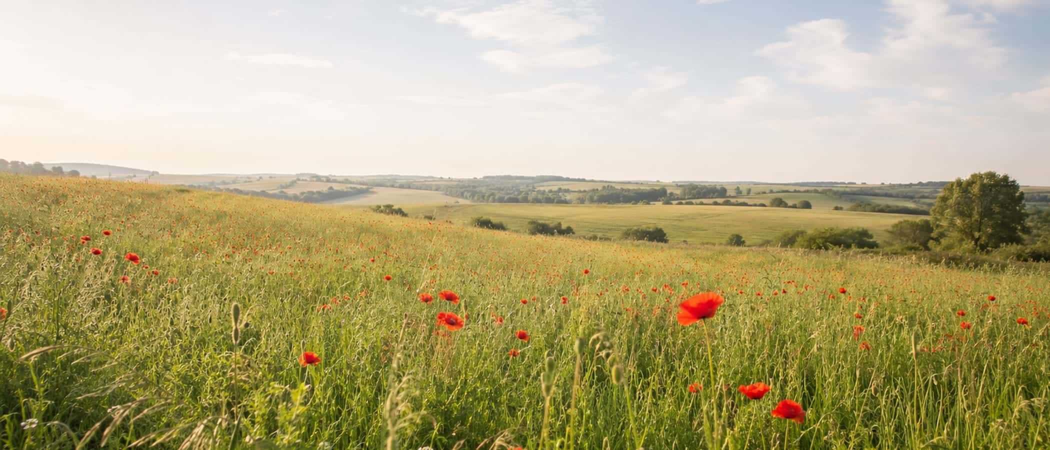 Wildflower meadow at first light — red poppies in tall grass.