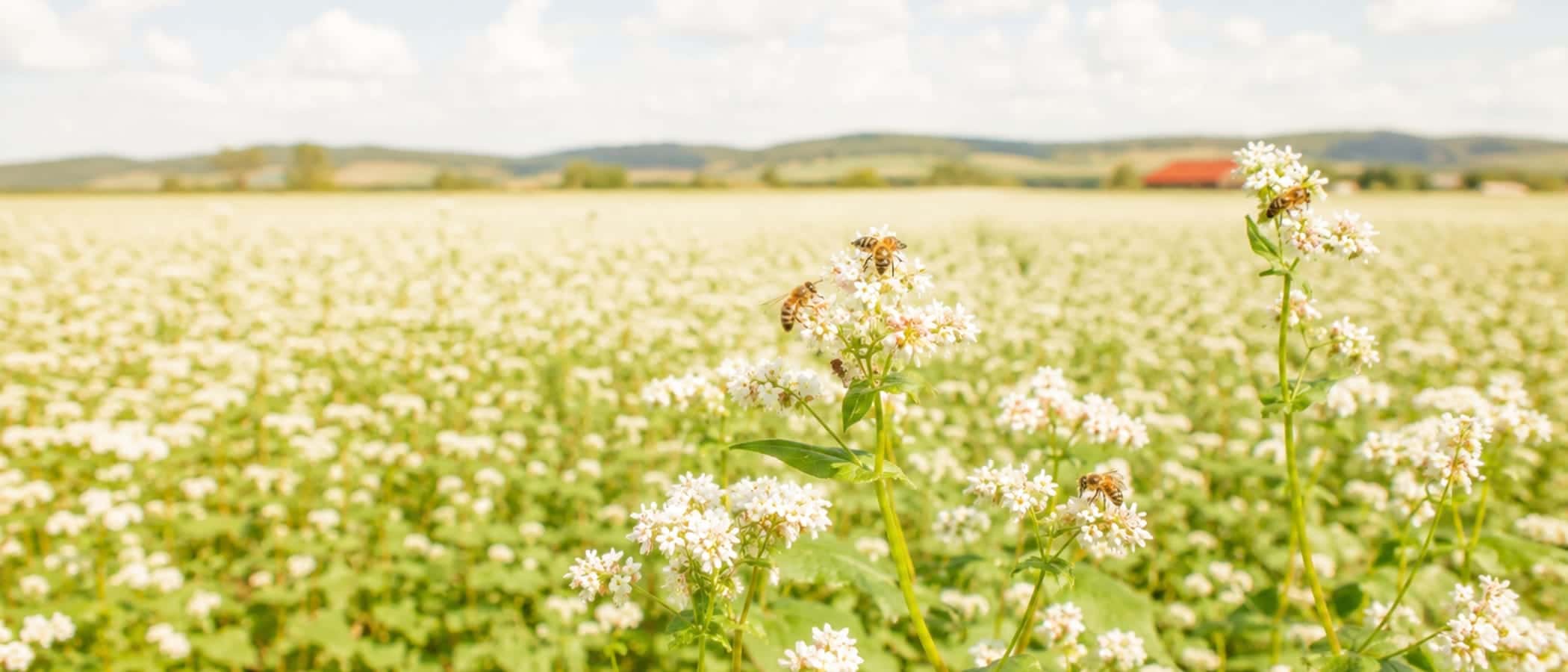 A buckwheat field in white blossom under a bright sky, bees visible on the nearest flowers.