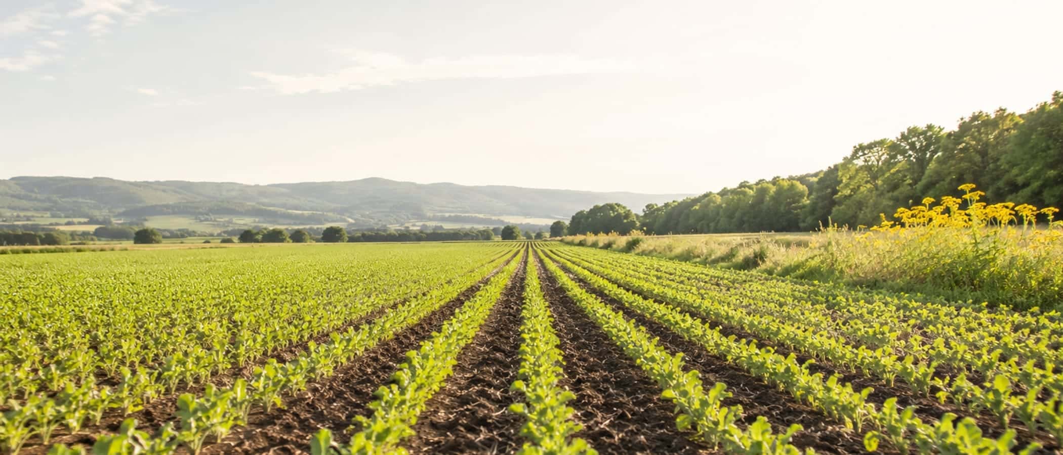Young green seed rows converging to the horizon under a bright morning sky.