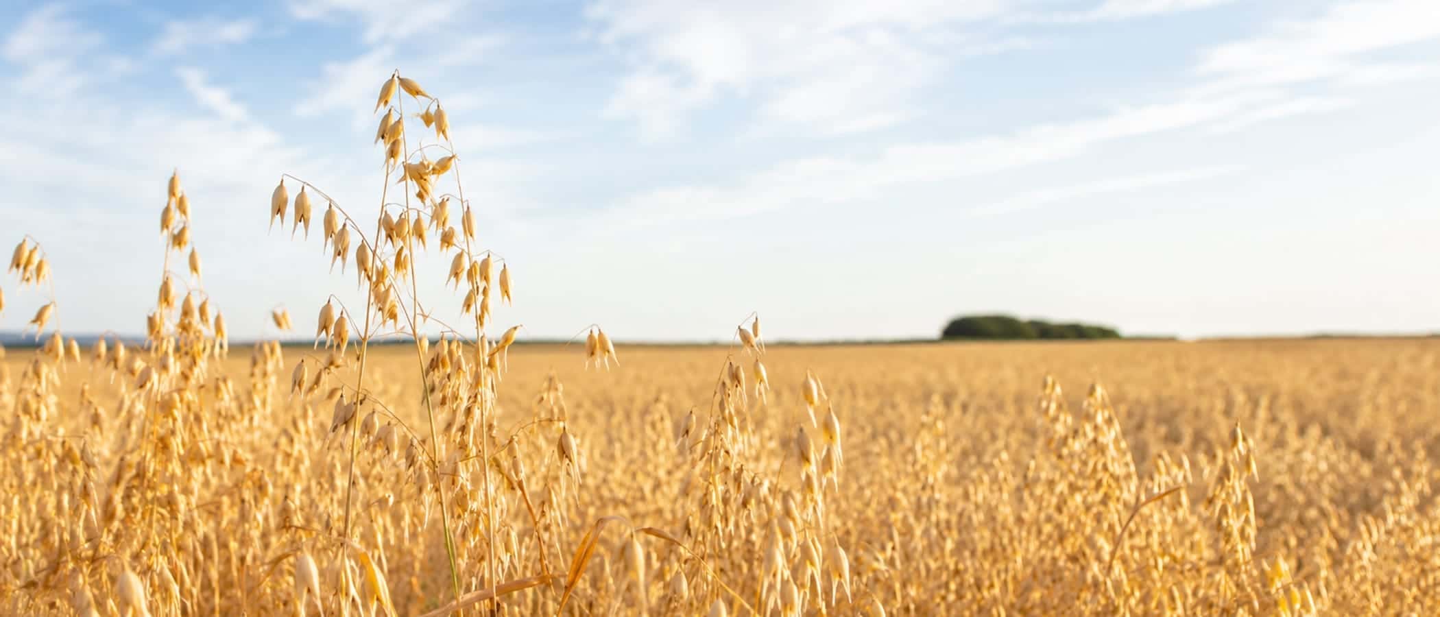 A golden oat field stretching to the horizon under a bright sky, heads of oats sharp in the foreground.
