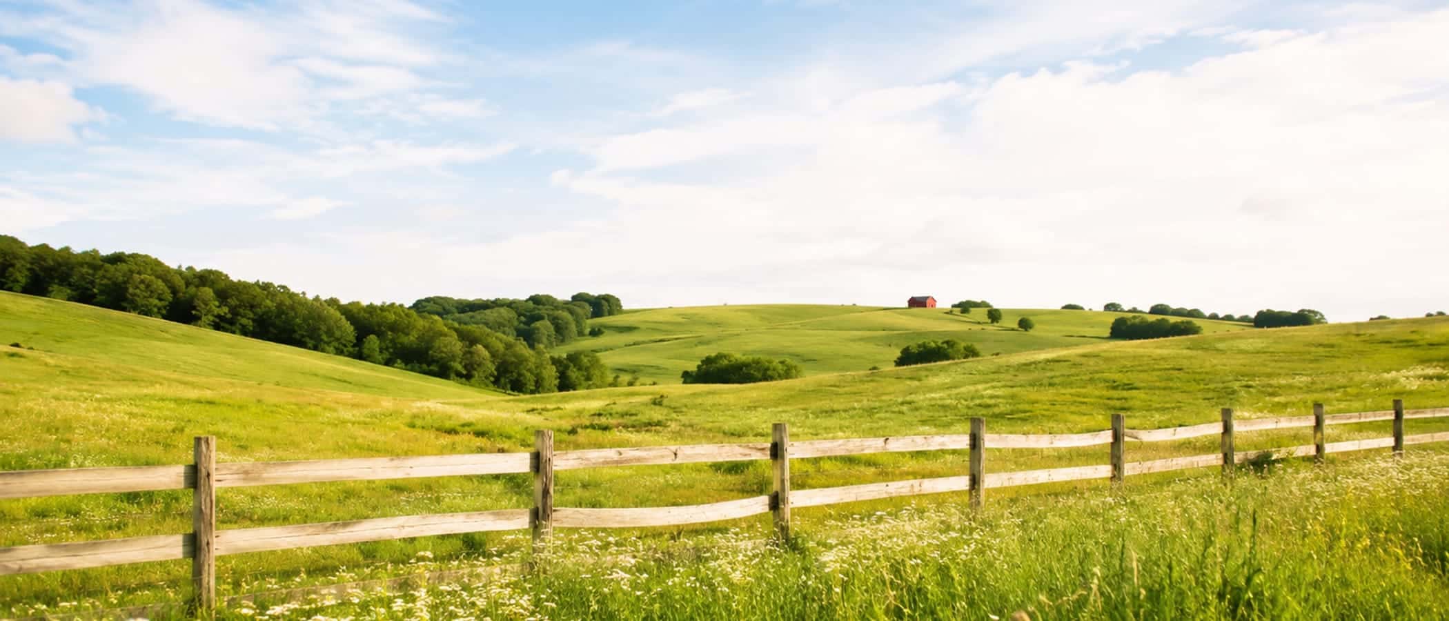 Rolling green pasture with daisies and clover, morning sun.