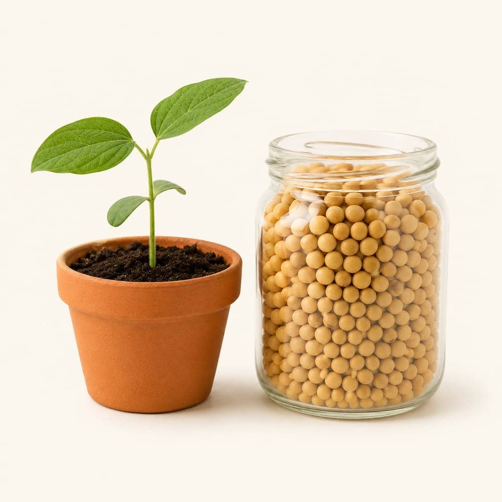 A soy seedling in a small terracotta pot beside a jar of soybeans on a seamless warm cream background.